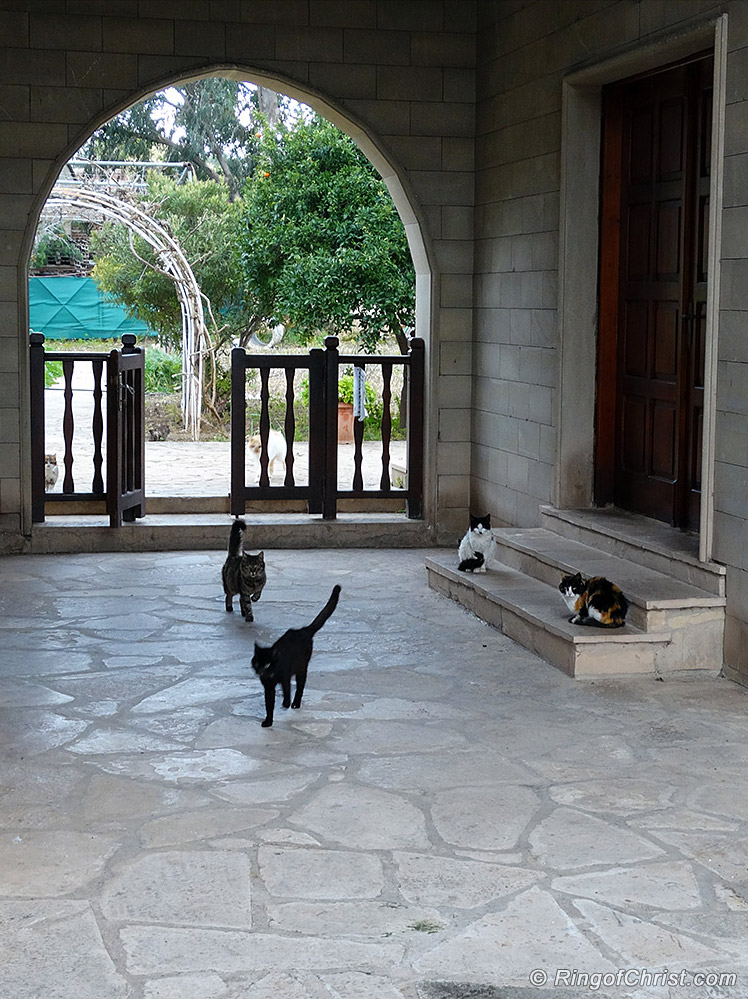 Archway at St Nicolas Monastery, along with some of the cat residents.
